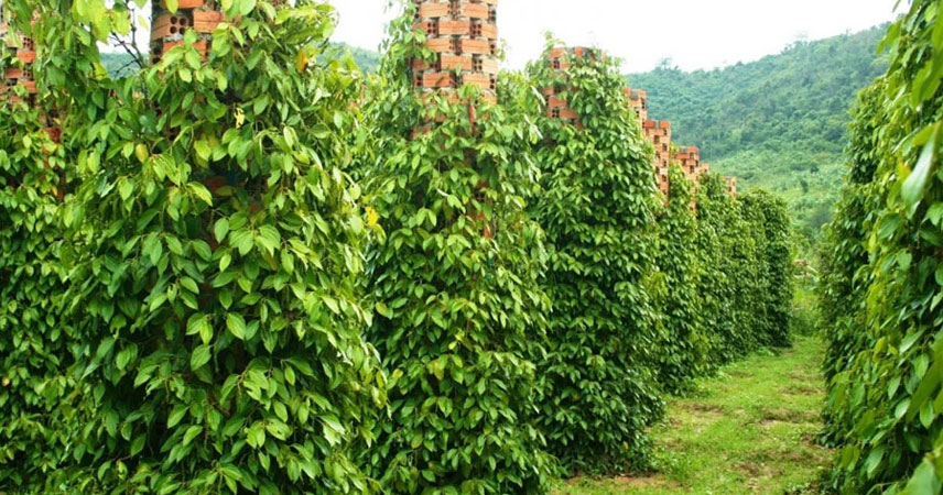 Visit the largest pepper garden in the Mekong Delta
