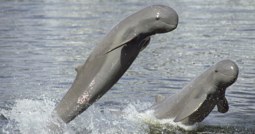 The majestic Irrawaddy dolphins