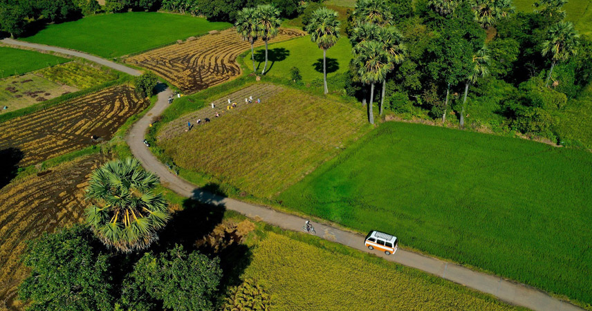 Harvesting scene of ripe rice in Chau Doc, An Giang