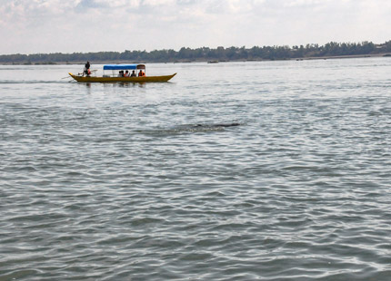 Irrawaddy dolphins