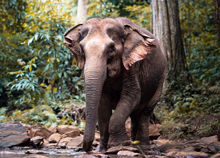 Experience a wonderful day next to the gentle Mondulkiri elephants