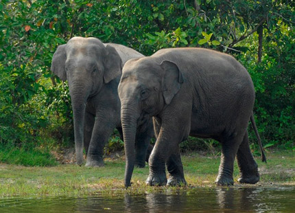 Tamao Wildlife Rescue Center